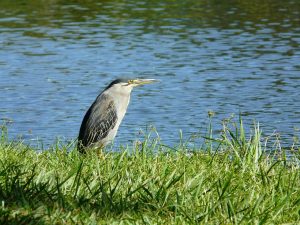 heron-114130_1280